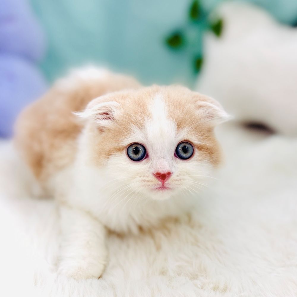 愛知県のスコティッシュフォールド (犬の家＆猫の里愛知刈谷店/2026年8月19日生まれ/女の子/クリームタビーホワイト)の子猫の4枚目の画像