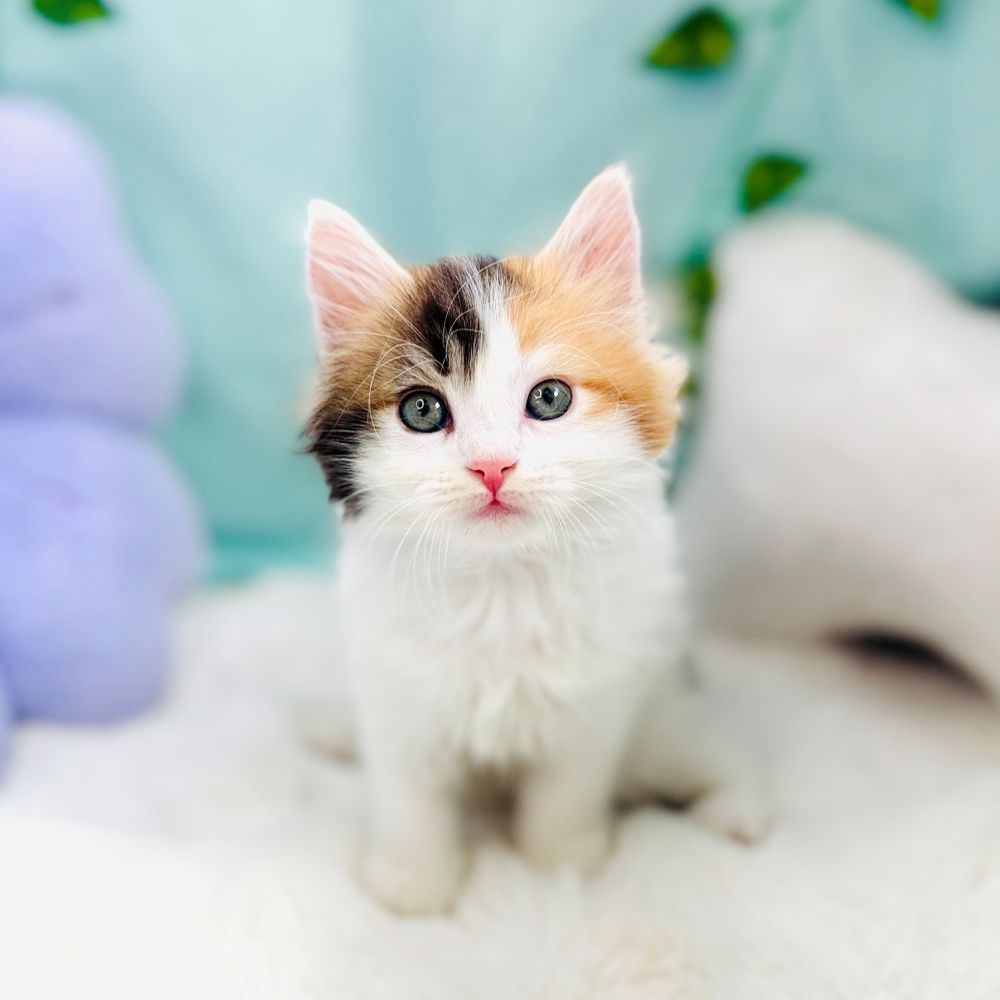 愛知県のスコティッシュストレート (犬の家＆猫の里愛知刈谷店/2026年8月18日生まれ/女の子/キャリコ)の子猫の4枚目の画像