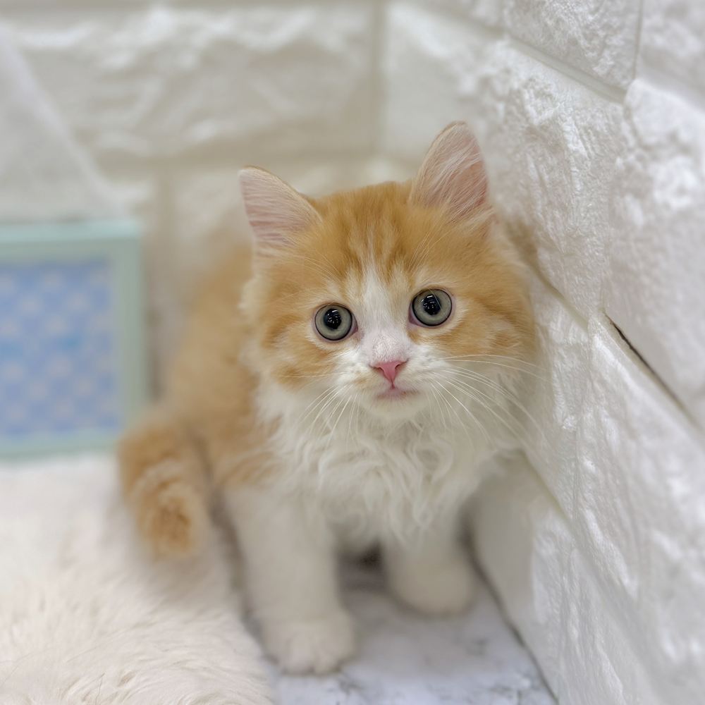福井県のスコティッシュフォールド (犬の家＆猫の里アミーゴ福井大和田店/2026年8月17日生まれ/男の子/レッドタビーホワイト)の子猫の4枚目の画像