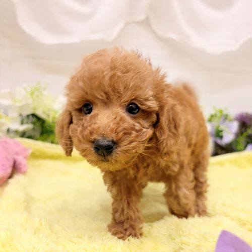 愛知県のダップー(ダックス×プードル) (犬の家＆猫の里碧南店/2026年8月15日生まれ/男の子/レッド)の子犬の1枚目の画像