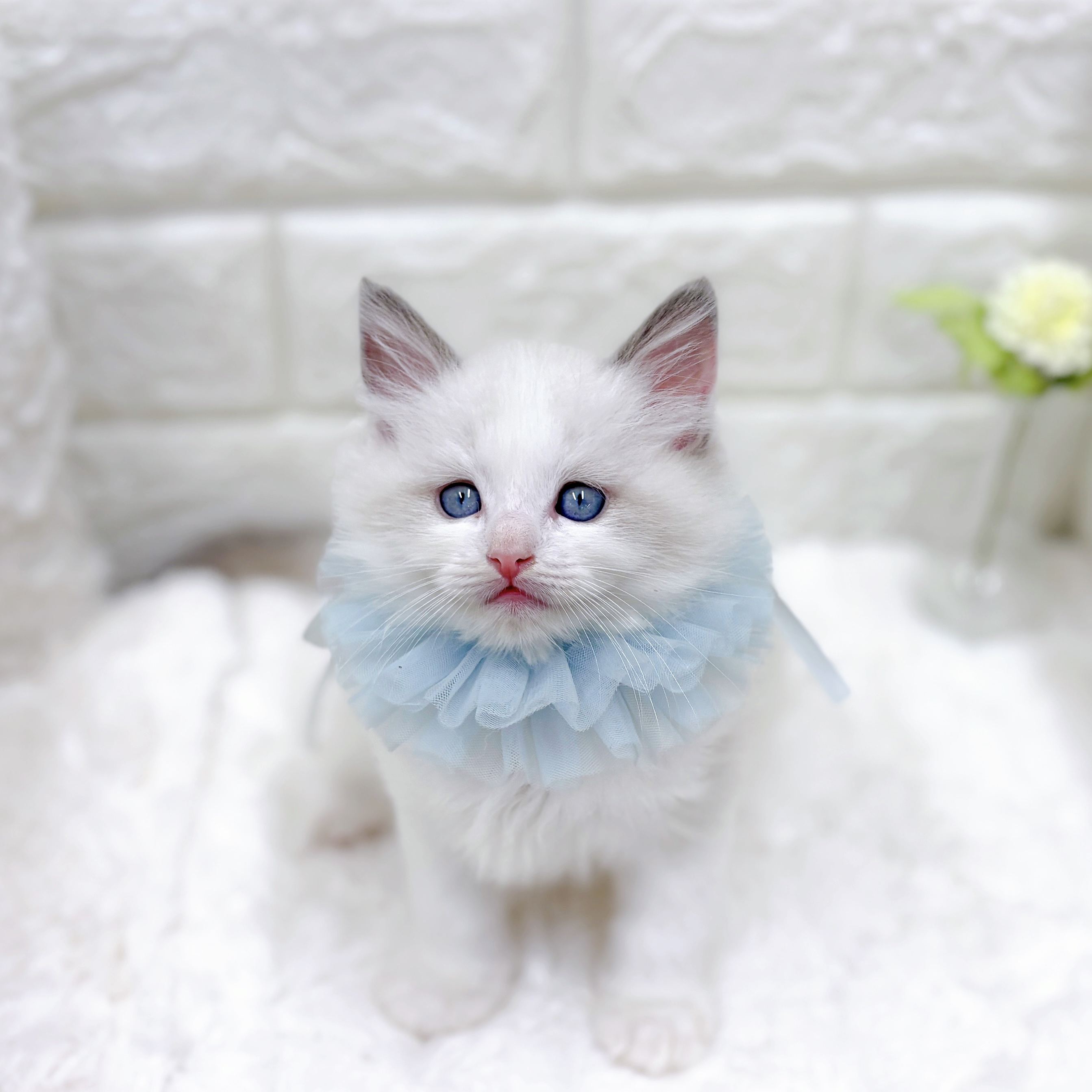 福井県のラグドール (犬の家＆猫の里アミーゴ福井店/2026年8月17日生まれ/男の子/ブルーポイントバイカラー)の子猫の4枚目の画像