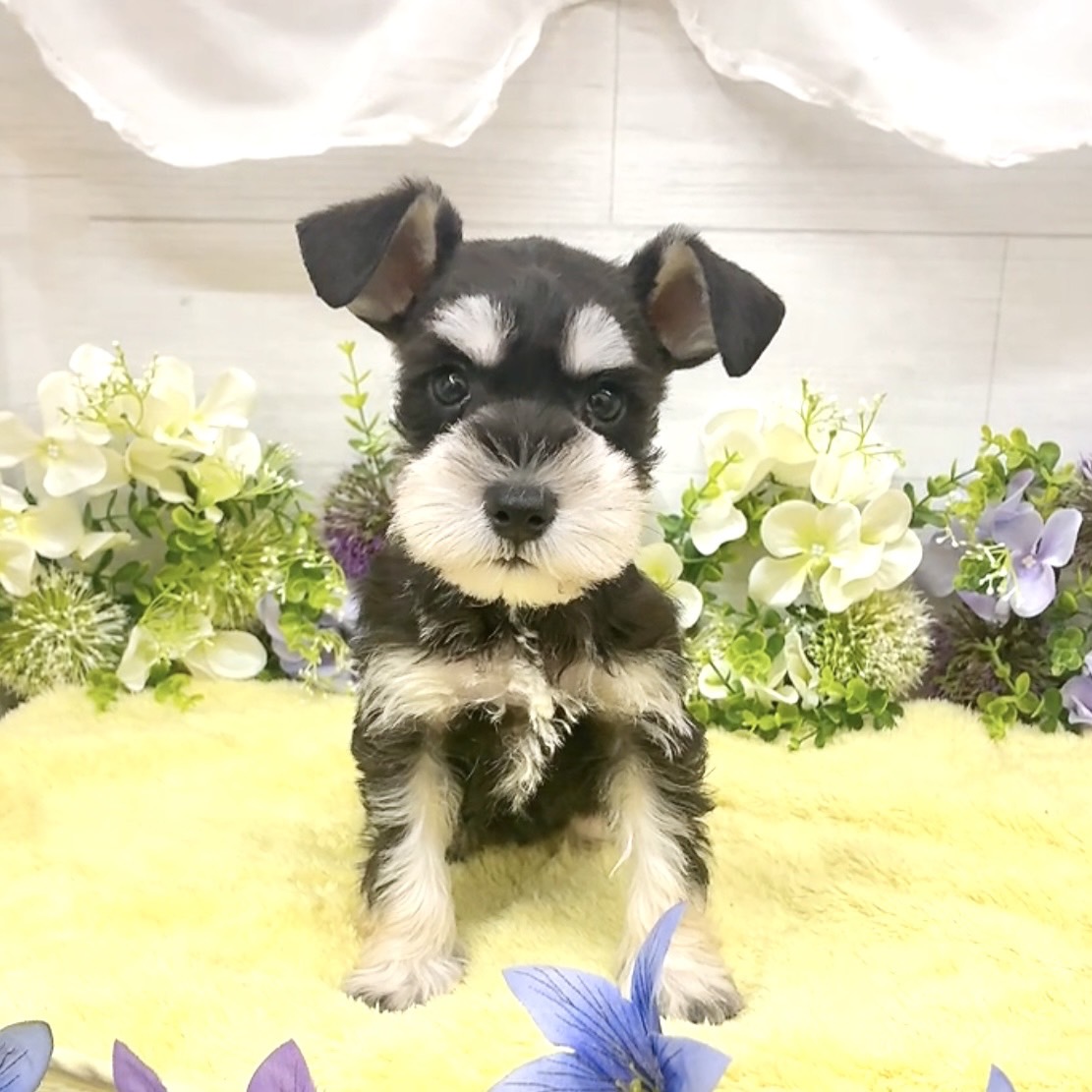愛知県のミニチュアシュナウザー (犬の家＆猫の里碧南店/2026年8月18日生まれ/女の子/ブラックシルバー)の子犬の4枚目の画像