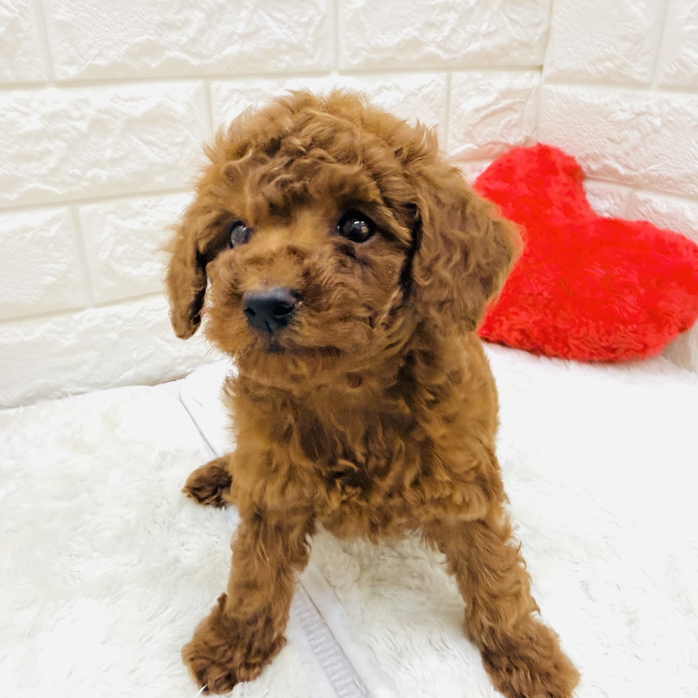 愛知県のトイプードル(トイ) (犬の家＆猫の里アミーゴ神の倉店/2026年8月19日生まれ/男の子/レッドフォーン)の子犬の4枚目の画像
