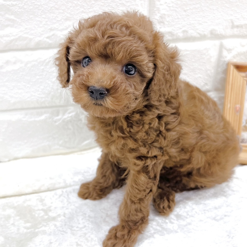 愛知県のトイプードル(トイ) (犬の家＆猫の里名古屋天白店/2026年8月19日生まれ/女の子/レッドフォーン)の子犬の4枚目の画像