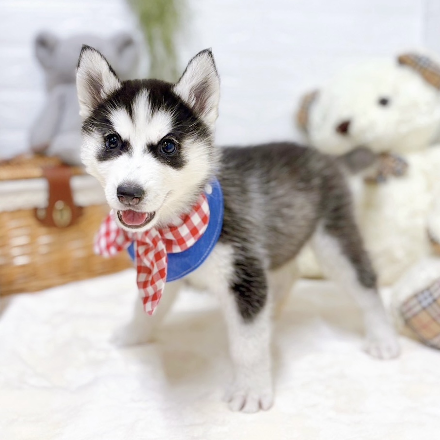 滋賀県のシベリアンハスキー (犬の家＆猫の里近江八幡店/2026年8月20日生まれ/女の子/ブラックホワイト)の子犬の4枚目の画像