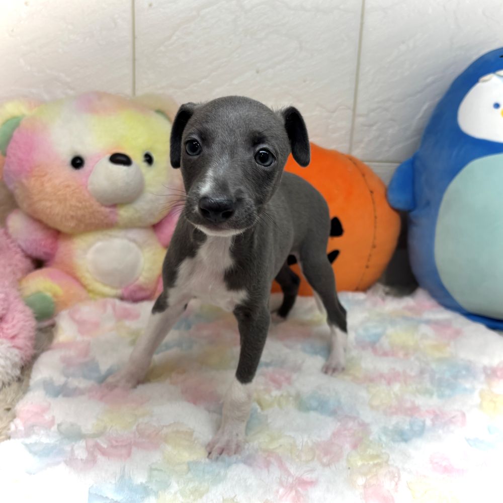 兵庫県のイタリアングレーハウンド (犬の家＆猫の里ゆめタウン姫路店/2026年8月19日生まれ/男の子/ブルーホワイトマーキングス)の子犬の4枚目の画像