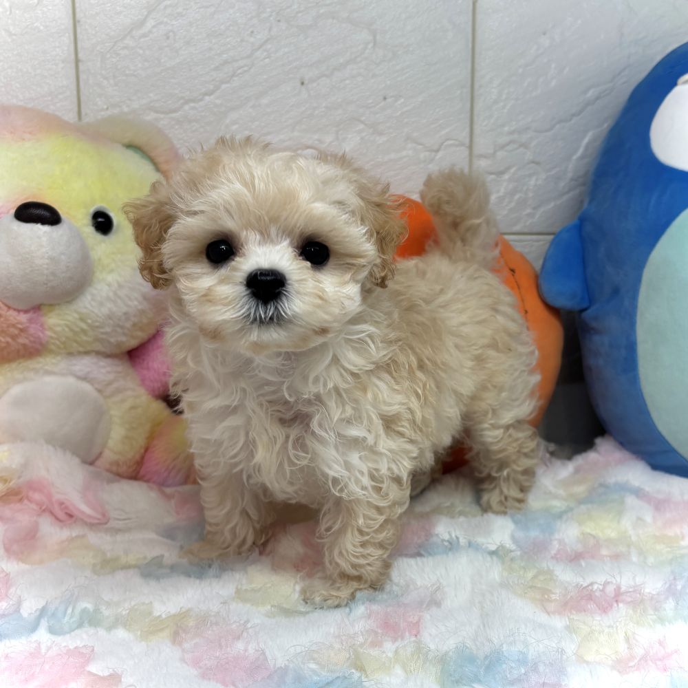 兵庫県のマルプー(マルチーズ×プードル) (犬の家＆猫の里ゆめタウン姫路店/2026年8月18日生まれ/女の子/クリーム)の子犬の1枚目の画像