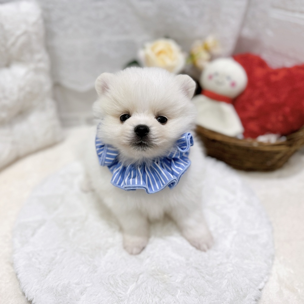 滋賀県のポメラニアン (犬の家＆猫の里長浜店/2026年8月20日生まれ/男の子/ホワイト)の子犬の4枚目の画像
