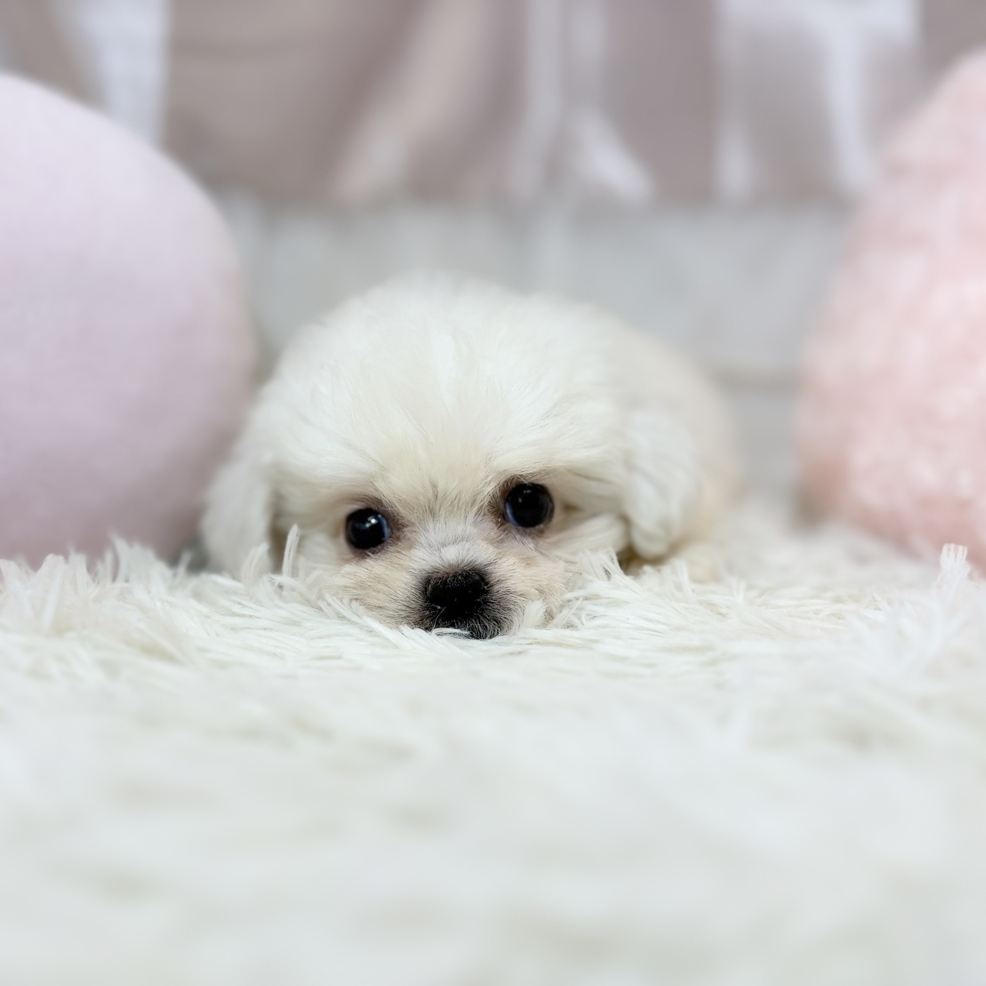 兵庫県のハーフ犬・ミックス犬 (犬の家＆猫の里カナート西神戸店/2026年8月20日生まれ/男の子/ホワイト)の子犬の4枚目の画像