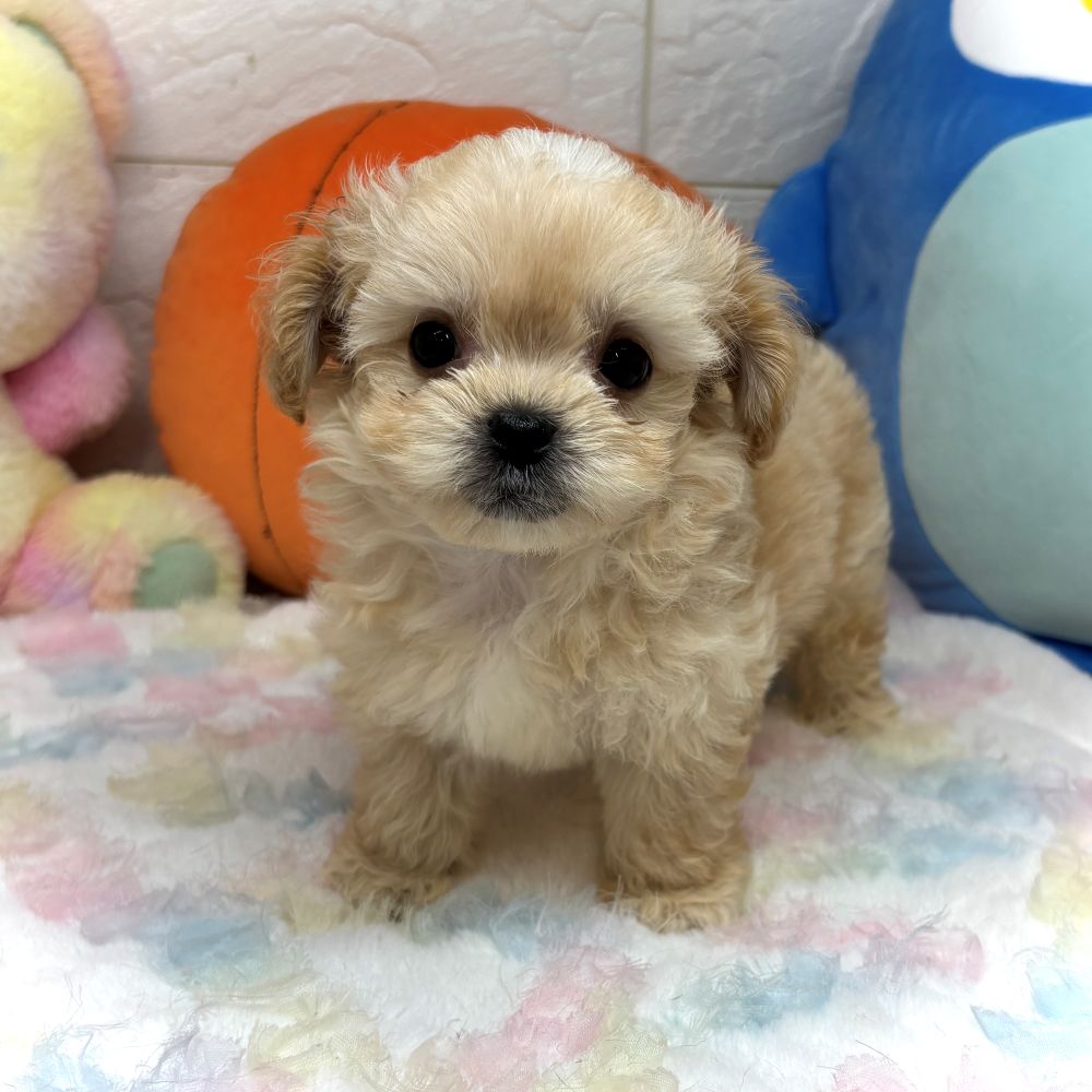 兵庫県のペキプー(ペキニーズ×プードル) (犬の家＆猫の里ゆめタウン姫路店/2026年8月20日生まれ/男の子/クリーム)の子犬の1枚目の画像