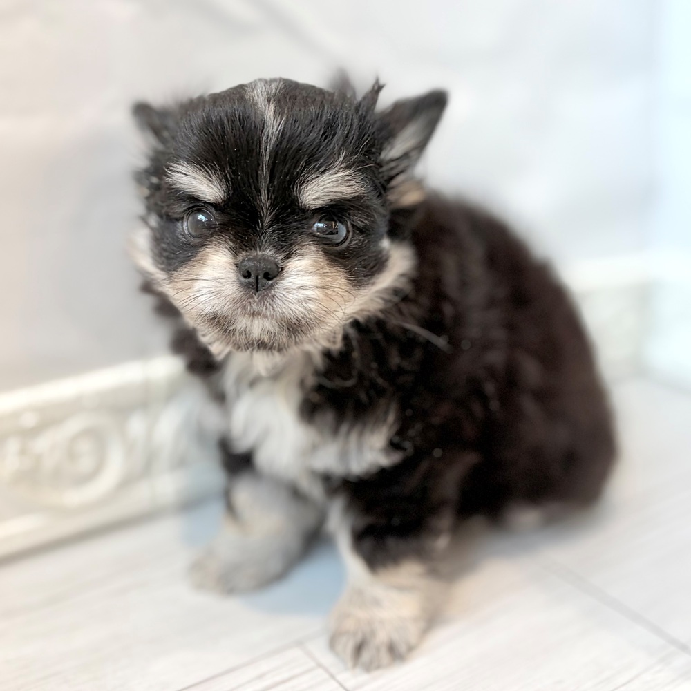 愛知県のチワワ(ロング) (犬の家＆猫の里春日井本店/2026年8月21日生まれ/男の子/ブラッククリームホワイト)の子犬の4枚目の画像