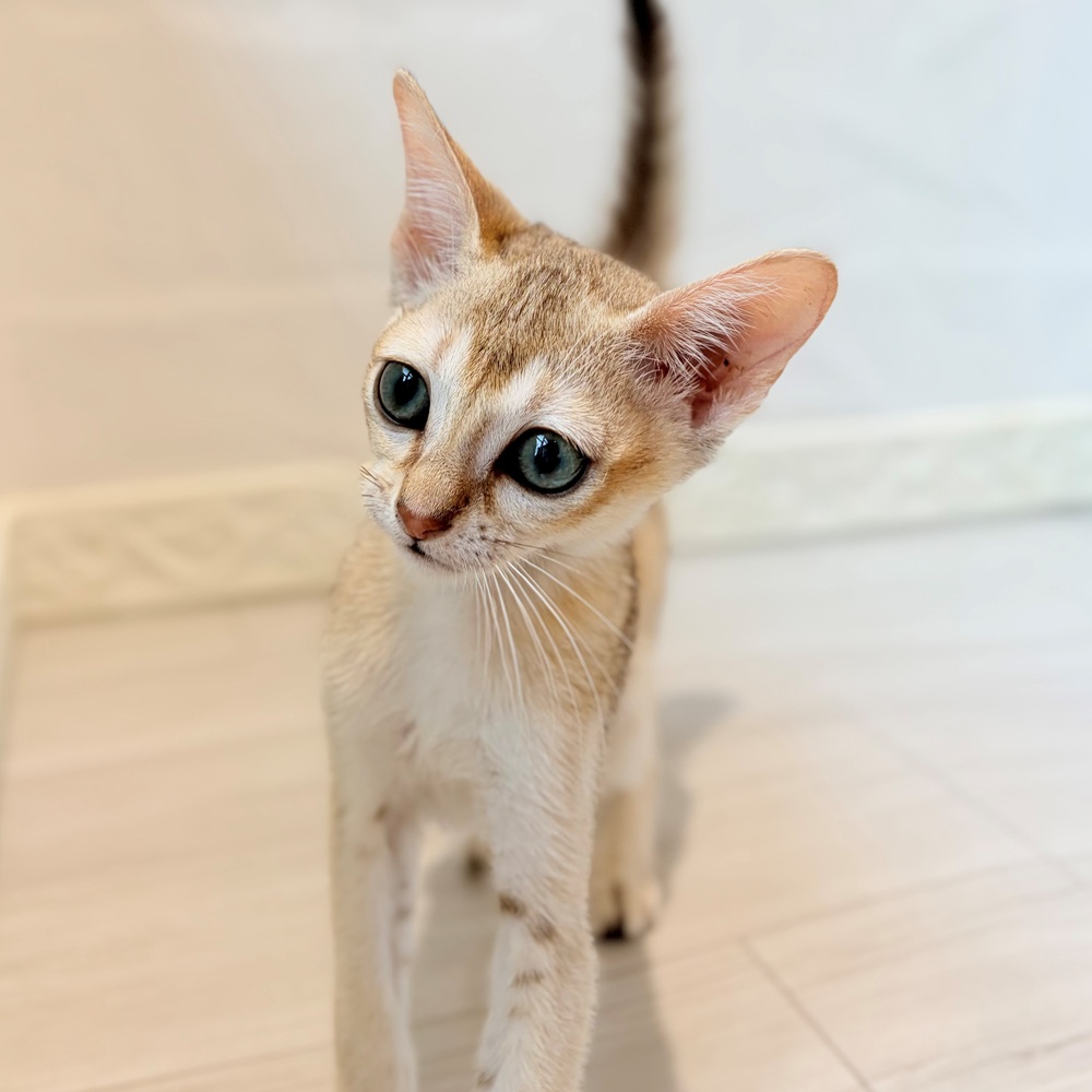 愛知県のシンガプーラ (犬の家＆猫の里春日井本店/2026年8月11日生まれ/男の子/セピアアグーティ)の子猫の4枚目の画像