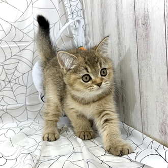 神奈川県のブリティッシュショートヘアー (犬の家＆猫の里小田原店/2026年8月18日生まれ/女の子/ブラウンテックドタビー)の子猫の4枚目の画像