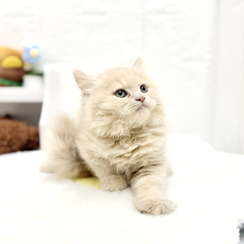 愛知県のマンチカン (犬の家＆猫の里豊川インター店/2026年8月18日生まれ/男の子/クリームタビー)の子猫の4枚目の画像