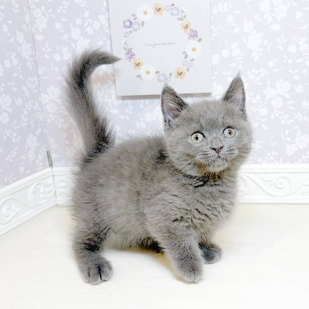 石川県のマンチカン (犬の家＆猫の里アミーゴ金沢おこばた店/2026年8月18日生まれ/男の子/ブルー)の子猫の4枚目の画像