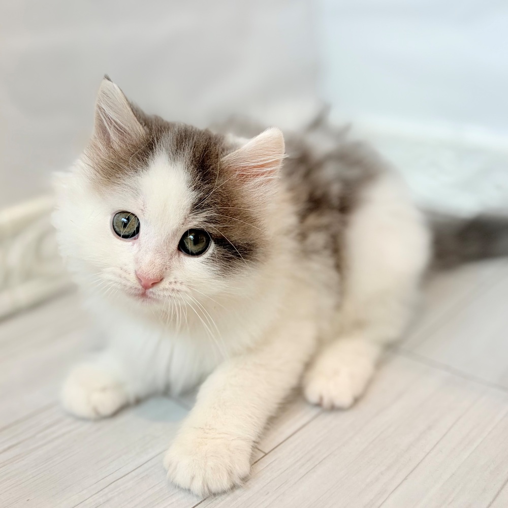 愛知県のノルウェージャンフォレストキャット (犬の家＆猫の里春日井本店/2026年8月20日生まれ/男の子/ブルータビーホワイト)の子猫の4枚目の画像