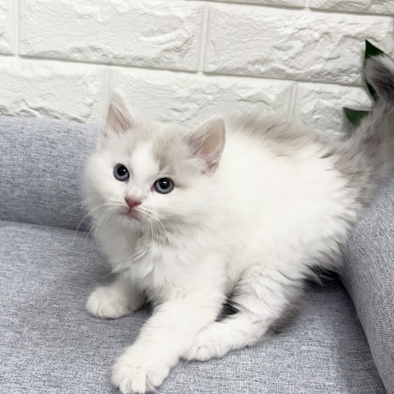長野県のノルウェージャンフォレストキャット (犬の家＆猫の里塩尻店/2026年8月20日生まれ/男の子/ブルータビーホワイト)の子猫の4枚目の画像
