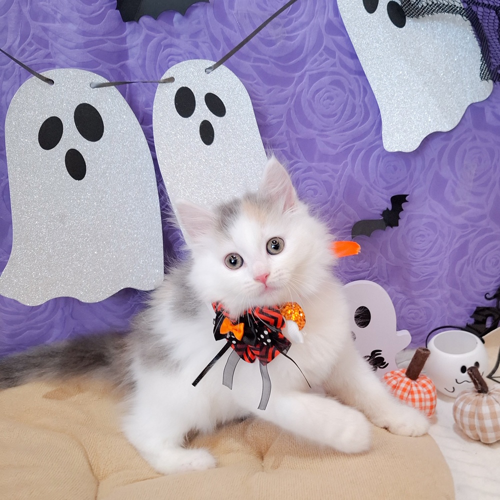 静岡県のノルウェージャンフォレストキャット (犬の家＆猫の里富士店/2026年8月20日生まれ/女の子/ブルーパッチドタビーホワイト)の子猫の4枚目の画像