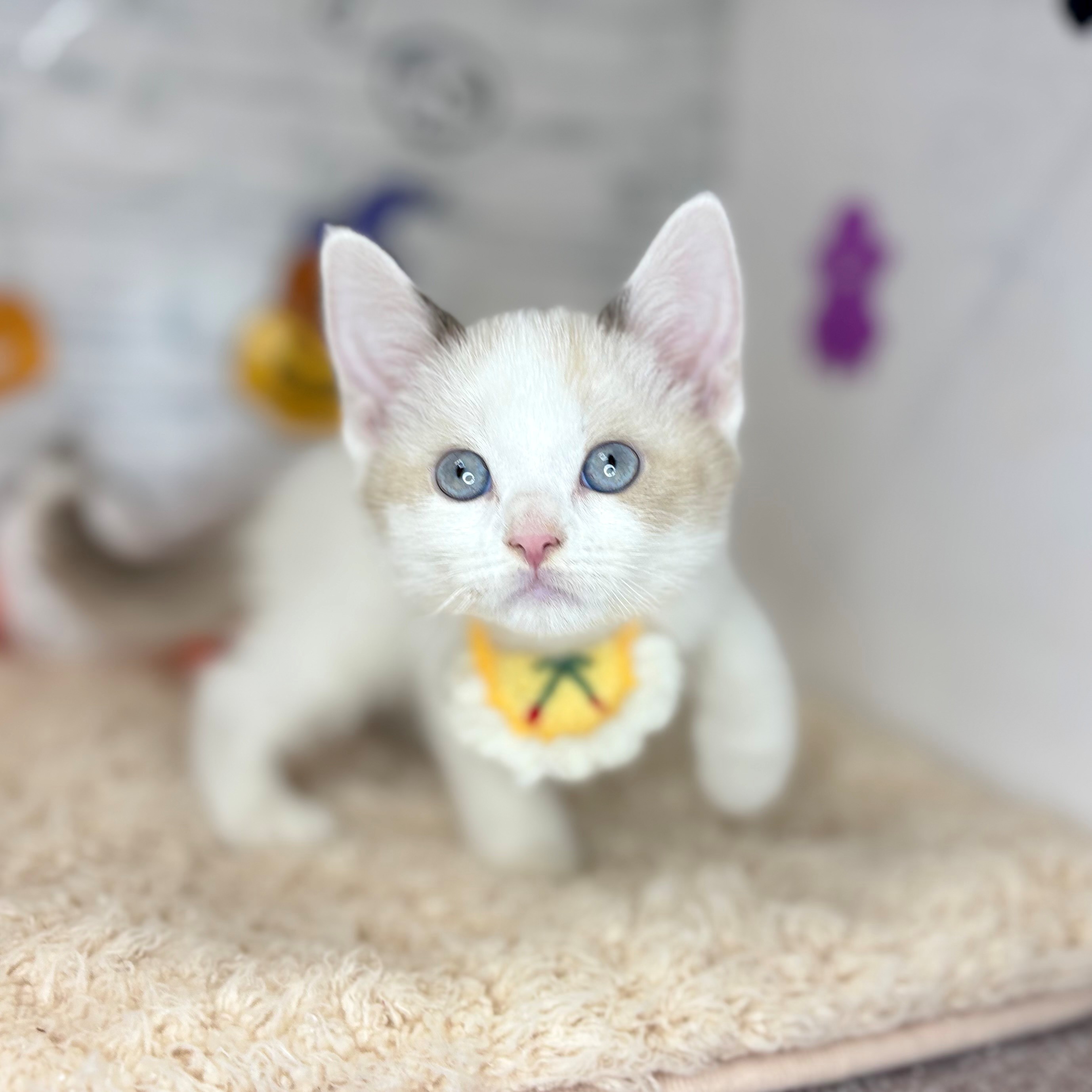 長野県のスコティッシュストレート (犬の家＆猫の里長野店/2026年8月22日生まれ/女の子/ブルーポイントホワイト)の子猫の4枚目の画像