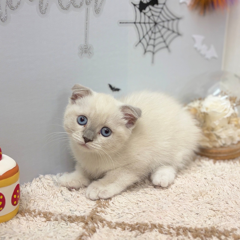 静岡県のスコティッシュフォールド (犬の家＆猫の里プレ葉ウォーク浜北店/2026年8月22日生まれ/女の子/ブルーリンクスポイントホワイト)の子猫の4枚目の画像