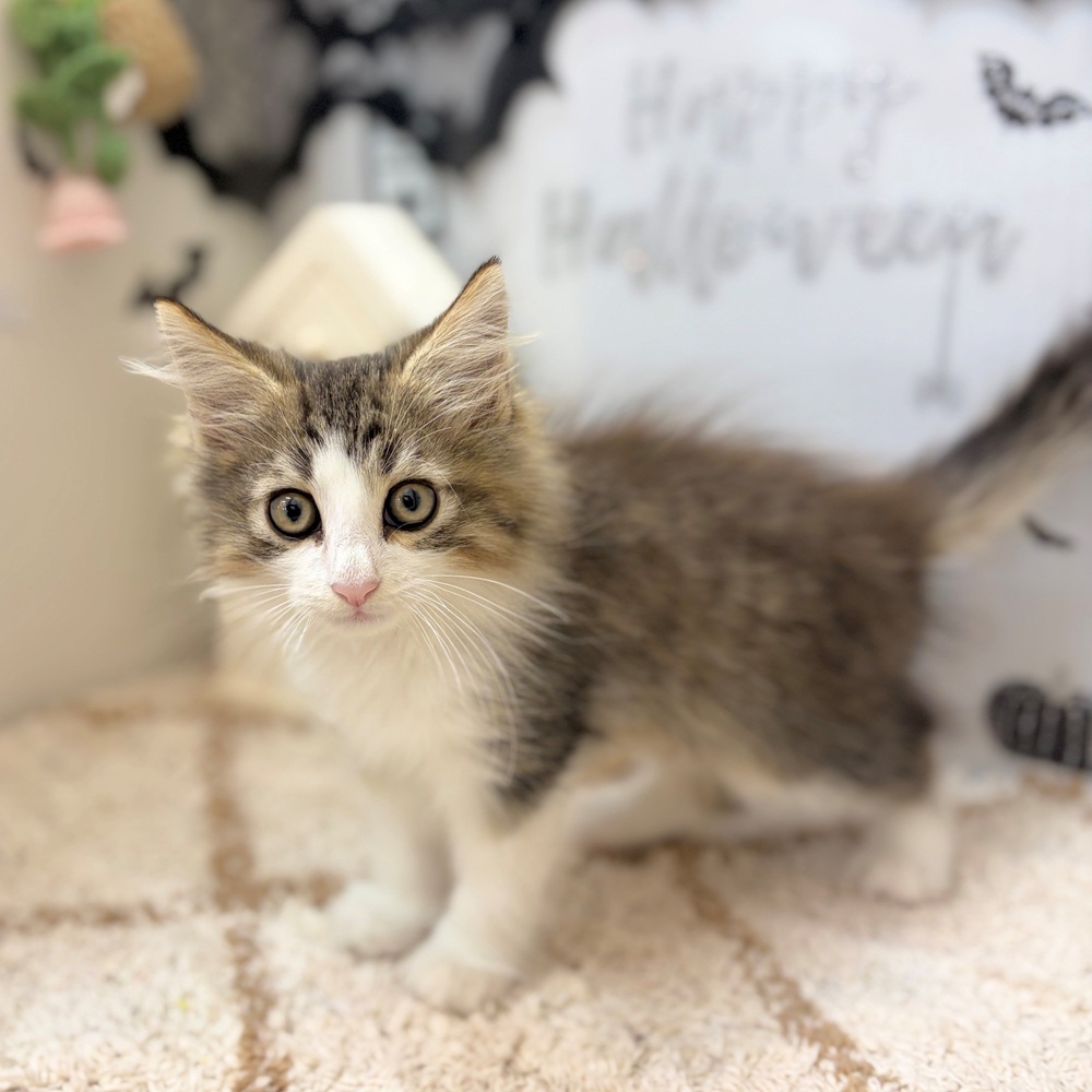 静岡県のノルウェージャンフォレストキャット (犬の家＆猫の里プレ葉ウォーク浜北店/2026年8月20日生まれ/男の子/ブラウンタビーホワイト)の子猫の4枚目の画像
