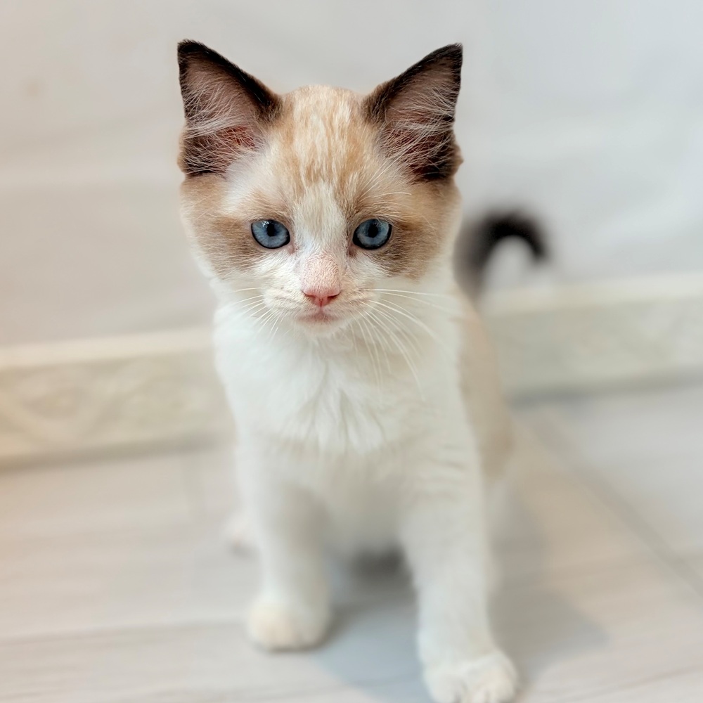 愛知県のラグドール (犬の家＆猫の里春日井本店/2026年8月16日生まれ/男の子/シールポイントバイカラー)の子猫の4枚目の画像