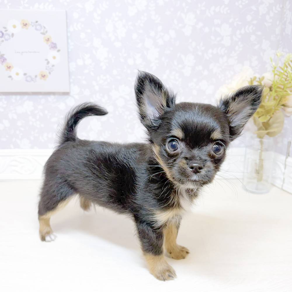 石川県のチワワ(ロング) (犬の家＆猫の里アミーゴ金沢おこばた店/2026年8月19日生まれ/男の子/ブラックタンホワイト)の子犬の4枚目の画像