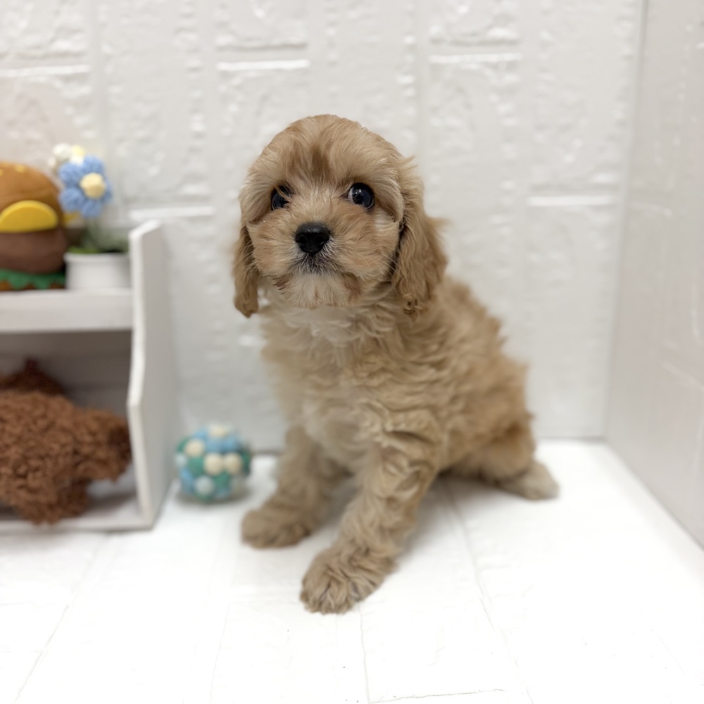 愛知県のキャバプー(キャバリア×プードル) (犬の家＆猫の里豊川インター店/2026年8月21日生まれ/女の子/アプリコットホワイト)の子犬の4枚目の画像