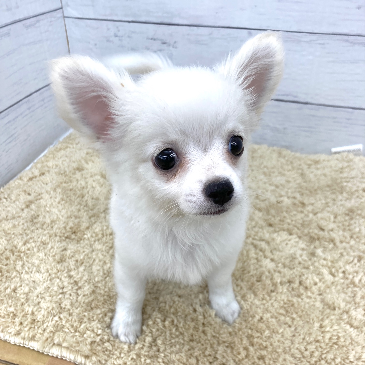 愛知県のチワワ(ロング) (犬の家＆猫の里七宝店/2026年8月17日生まれ/男の子/クリームホワイト)の子犬の4枚目の画像