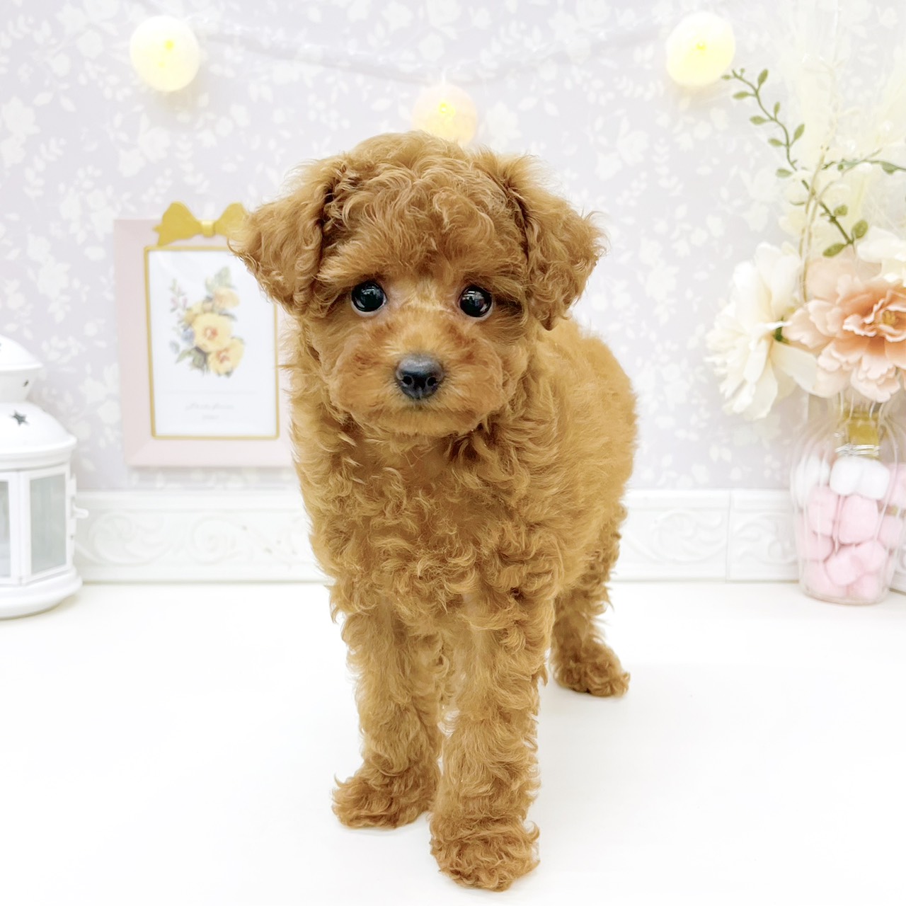 富山県のトイプードル(トイ) (犬の家＆猫の里富山店/2026年8月23日生まれ/女の子/レッド)の子犬の4枚目の画像
