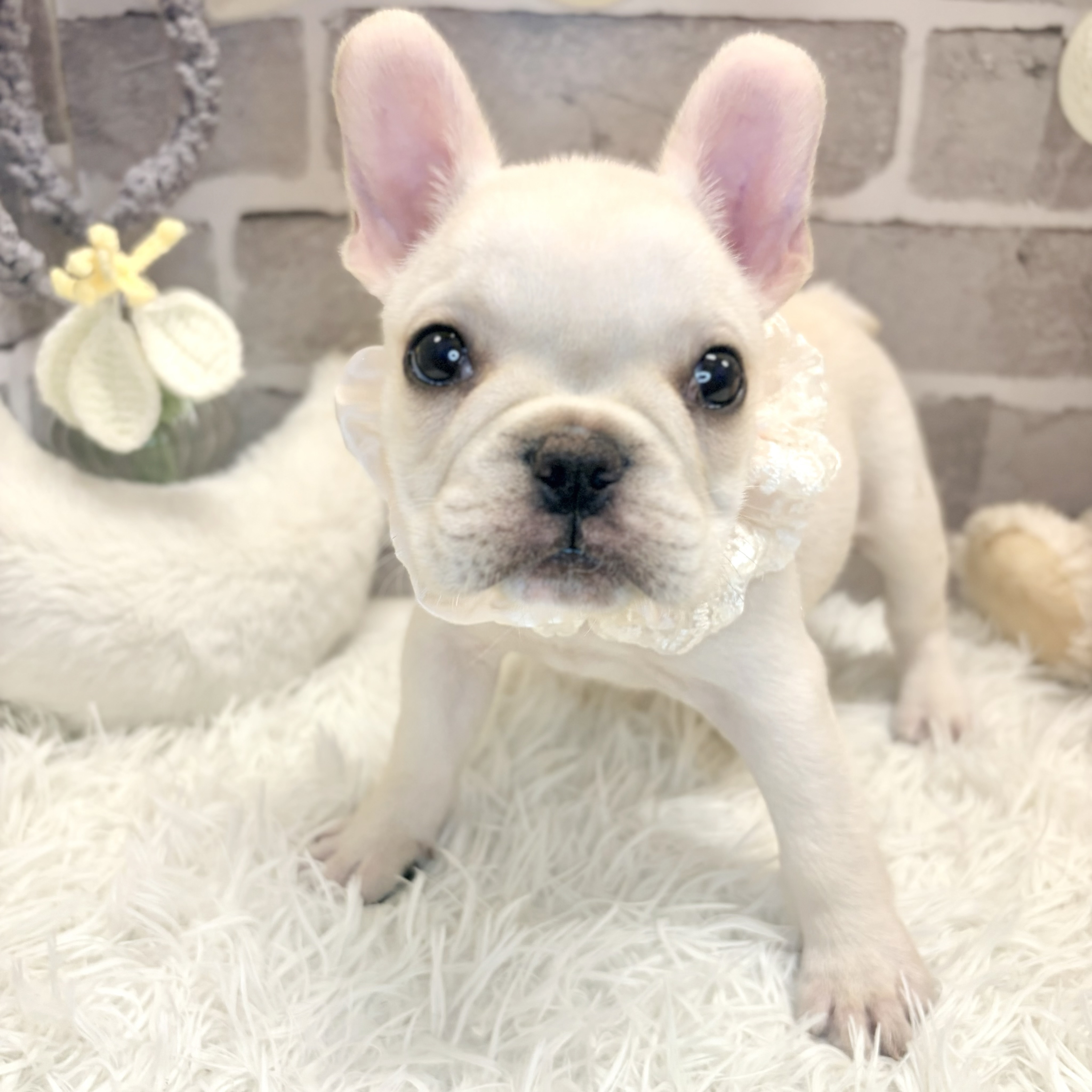 兵庫県のフレンチブルドッグ (犬の家＆猫の里神戸店/2026年8月20日生まれ/女の子/クリーム)の子犬の4枚目の画像