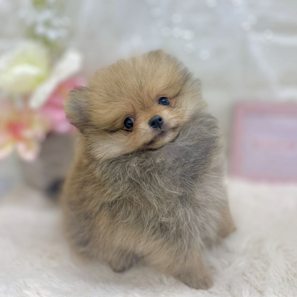 福井県のポメラニアン (犬の家＆猫の里アミーゴ福井大和田店/2026年8月21日生まれ/女の子/オレンジセーブル)の子犬の4枚目の画像