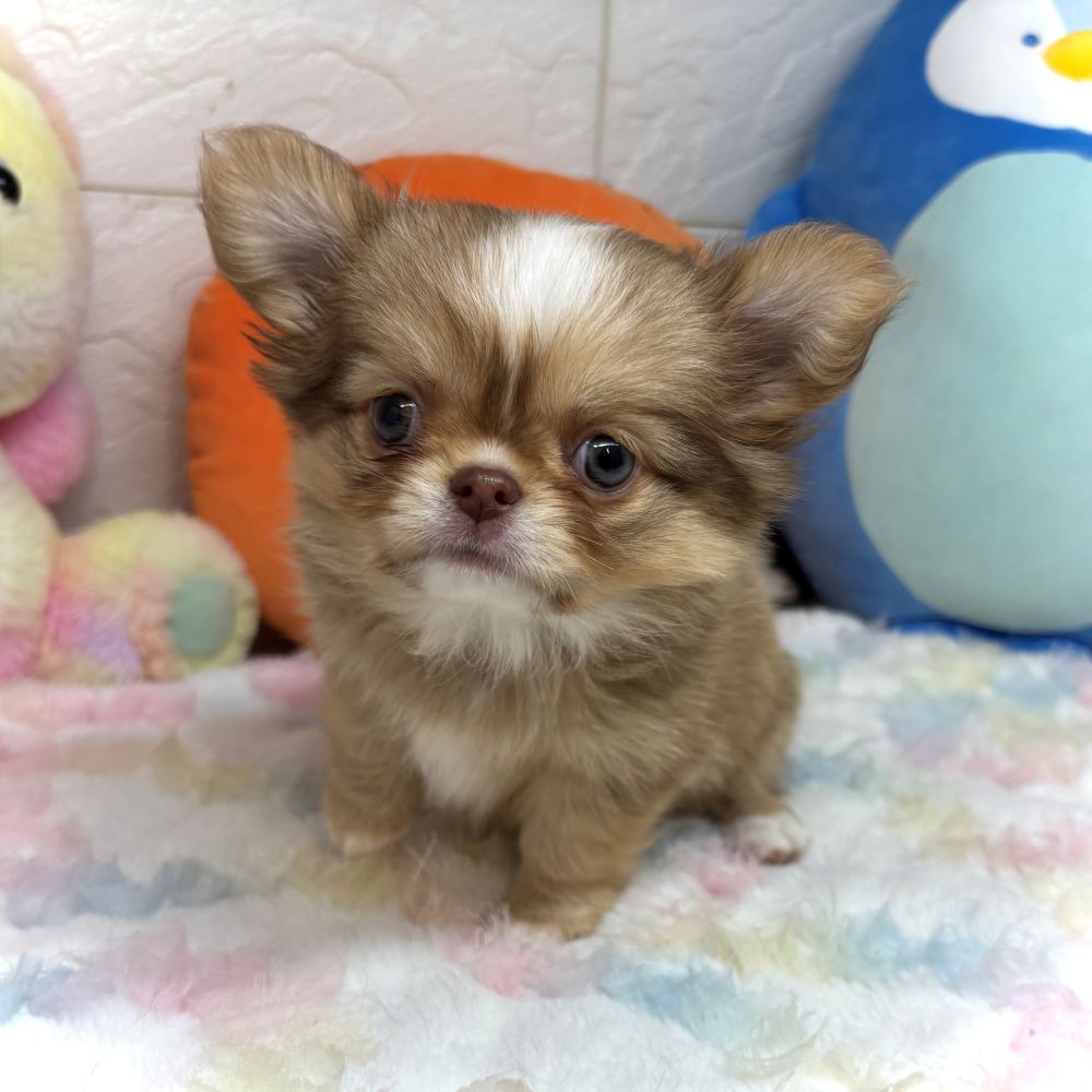 兵庫県のチワワ(ロング) (犬の家＆猫の里ゆめタウン姫路店/2026年8月21日生まれ/女の子/フォーンホワイト)の子犬の4枚目の画像
