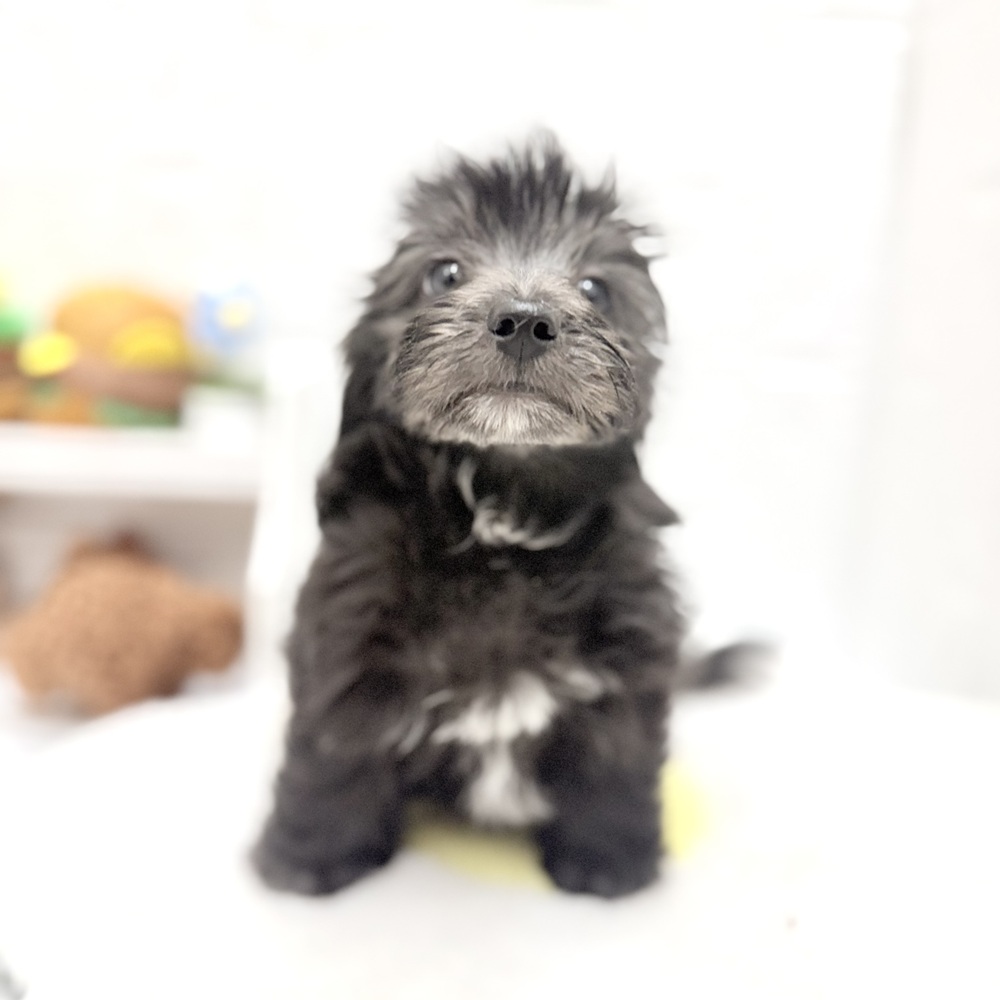 愛知県のマルックス(マルチーズ×ダックス) (犬の家＆猫の里豊川インター店/2026年8月18日生まれ/男の子/シルバー)の子犬の4枚目の画像