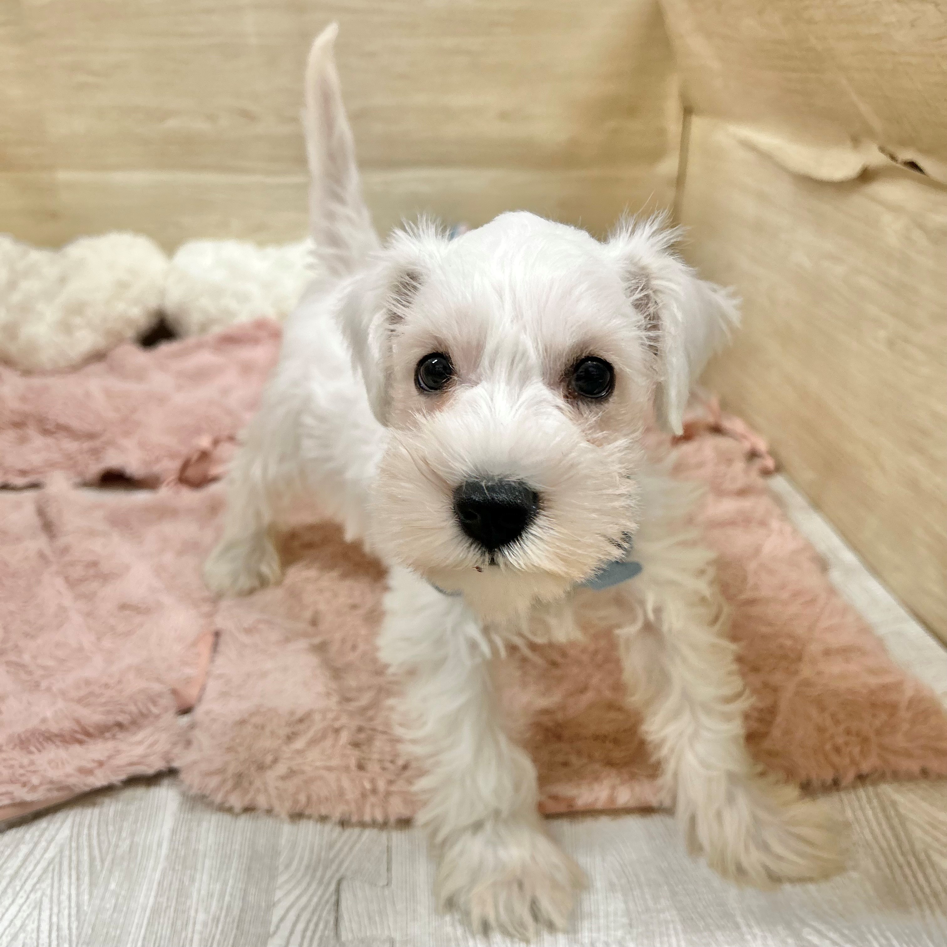 大阪府のミニチュアシュナウザー (犬の家＆猫の里そよら東岸和田店/2026年8月21日生まれ/女の子/ホワイト)の子犬の4枚目の画像