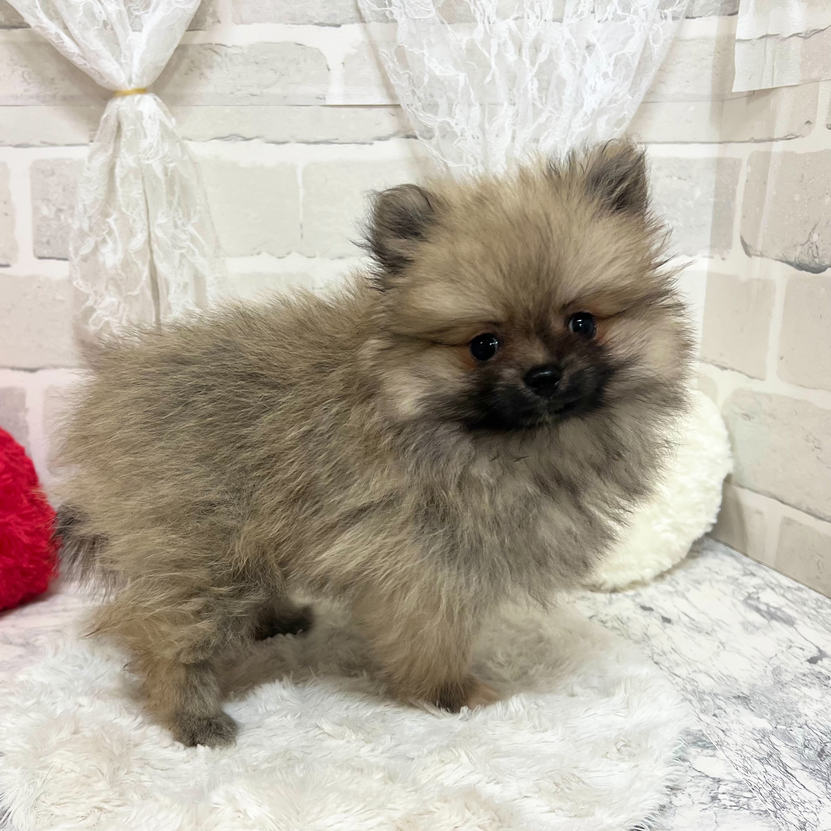 京都府のポメラニアン (犬の家＆猫の里京都精華店/2026年8月23日生まれ/女の子/ウルフセーブル)の子犬の4枚目の画像