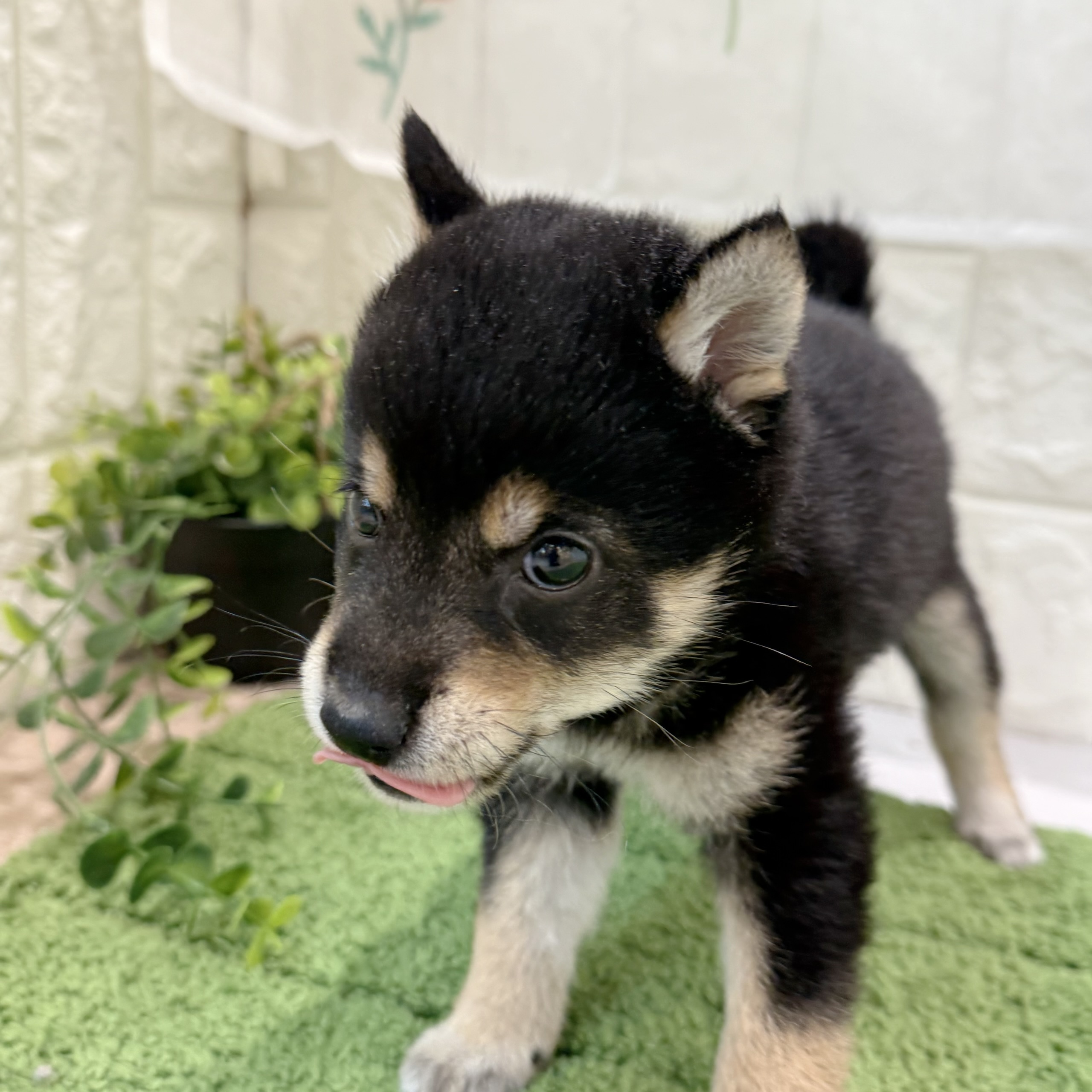 岡山県の豆柴 (犬の家＆猫の里倉敷店/2026年8月23日生まれ/男の子/黒)の子犬の4枚目の画像