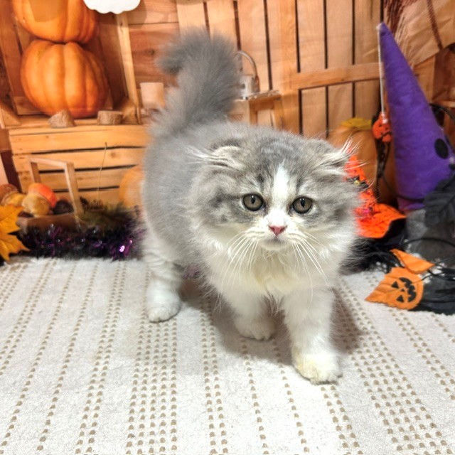 福岡県のスコティッシュフォールド (犬の家＆猫の里トリアス久山店/2026年8月20日生まれ/女の子/ブルーホワイト)の子猫の4枚目の画像
