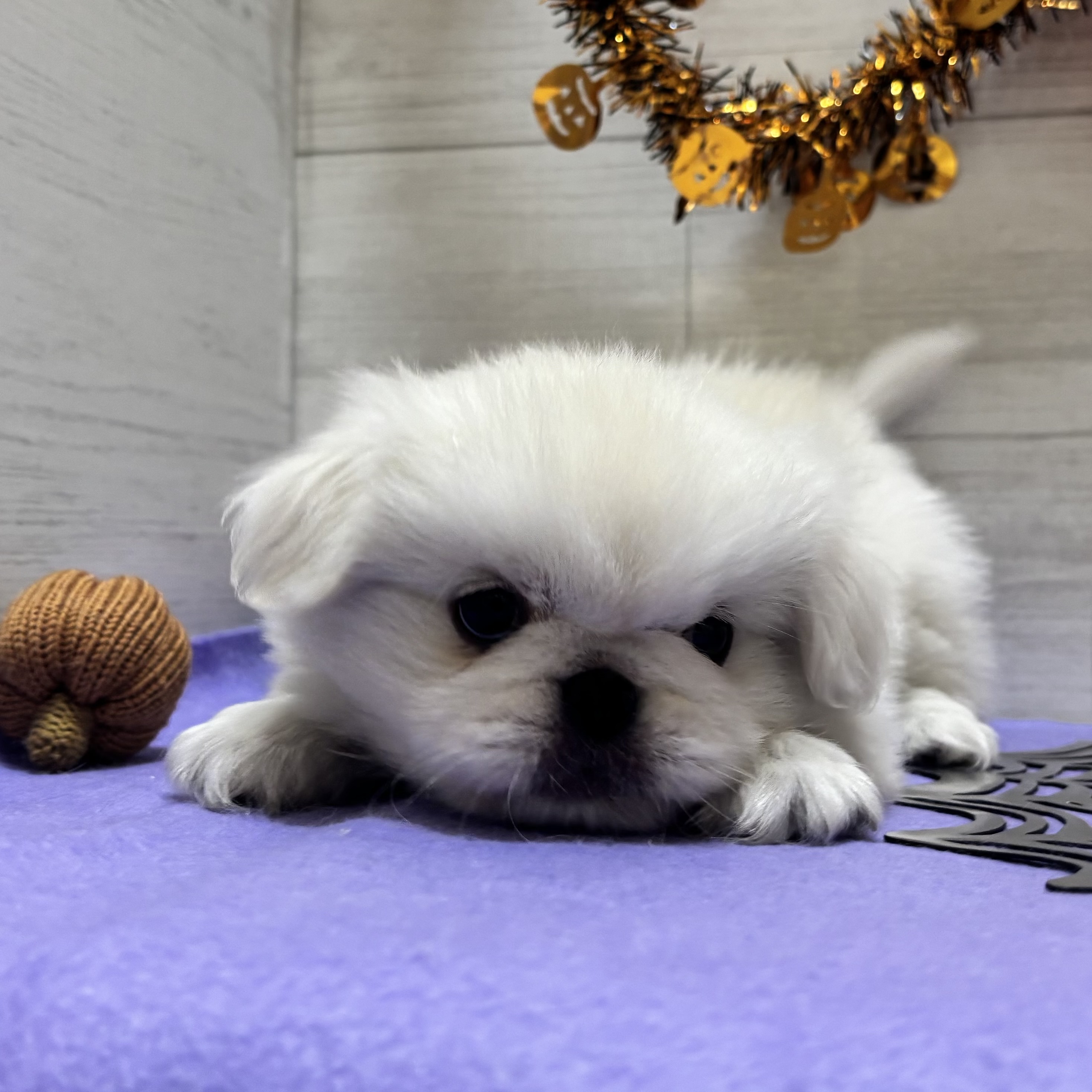 岡山県のペキニーズ (犬の家＆猫の里天満屋ハピーズ西大寺モール店/2026年8月21日生まれ/女の子/ホワイト)の子犬の4枚目の画像