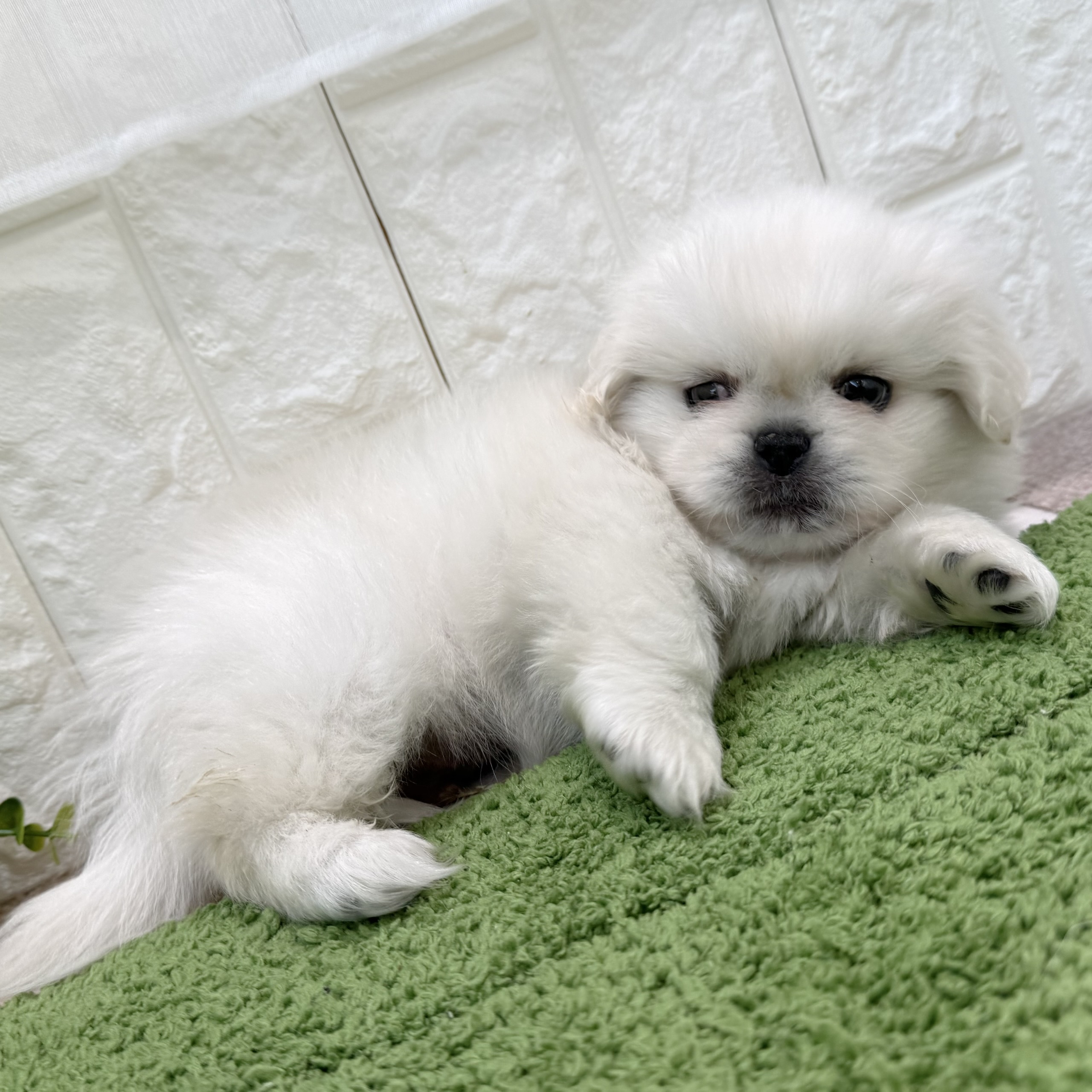 岡山県のペキニーズ (犬の家＆猫の里倉敷店/2026年8月21日生まれ/男の子/ホワイト)の子犬の4枚目の画像