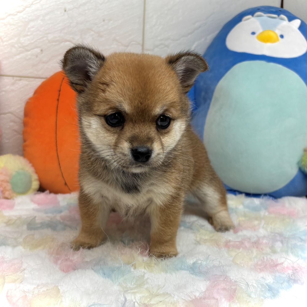 兵庫県のチワ柴/柴チワ/チワシバ(チワワ×柴) (犬の家＆猫の里ゆめタウン姫路店/2026年8月23日生まれ/女の子/赤)の子犬の1枚目の画像