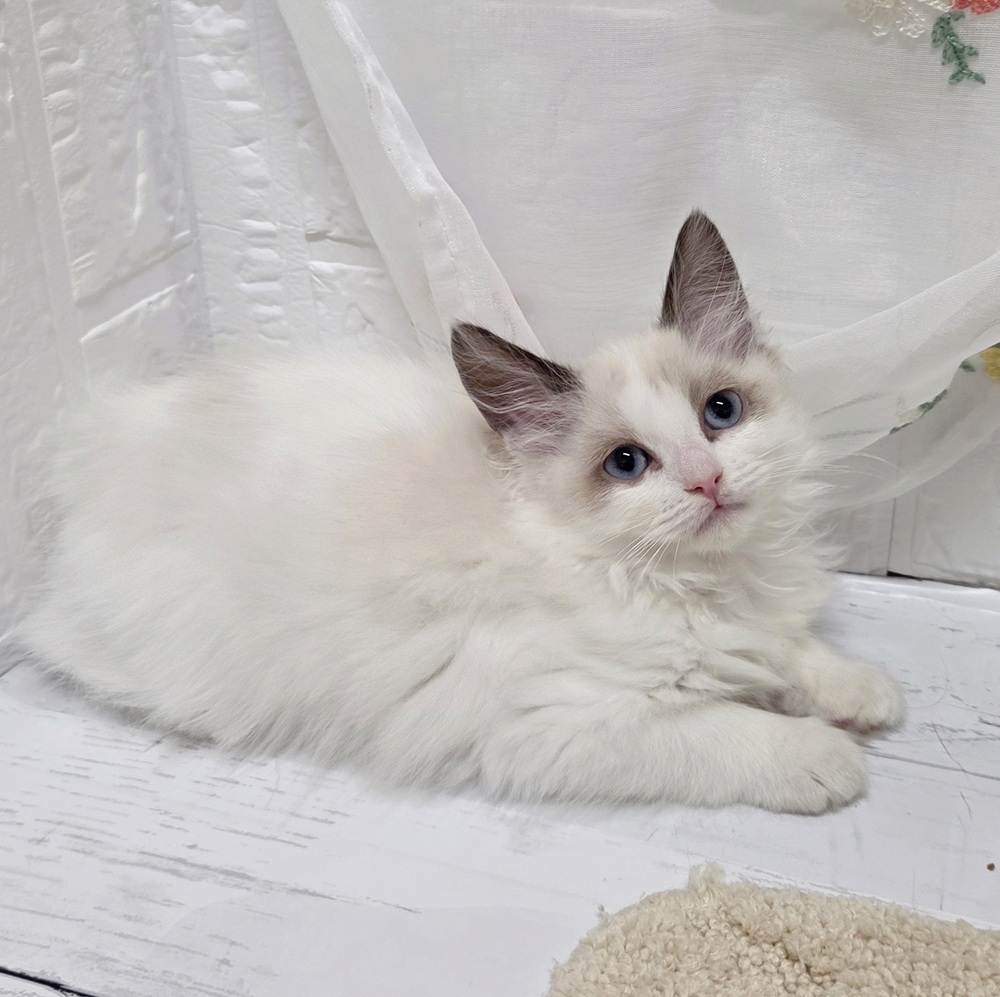 岡山県のラグドール (犬の家＆猫の里岡山店/2026年8月13日生まれ/女の子/シールポイントバイカラー)の子猫の4枚目の画像