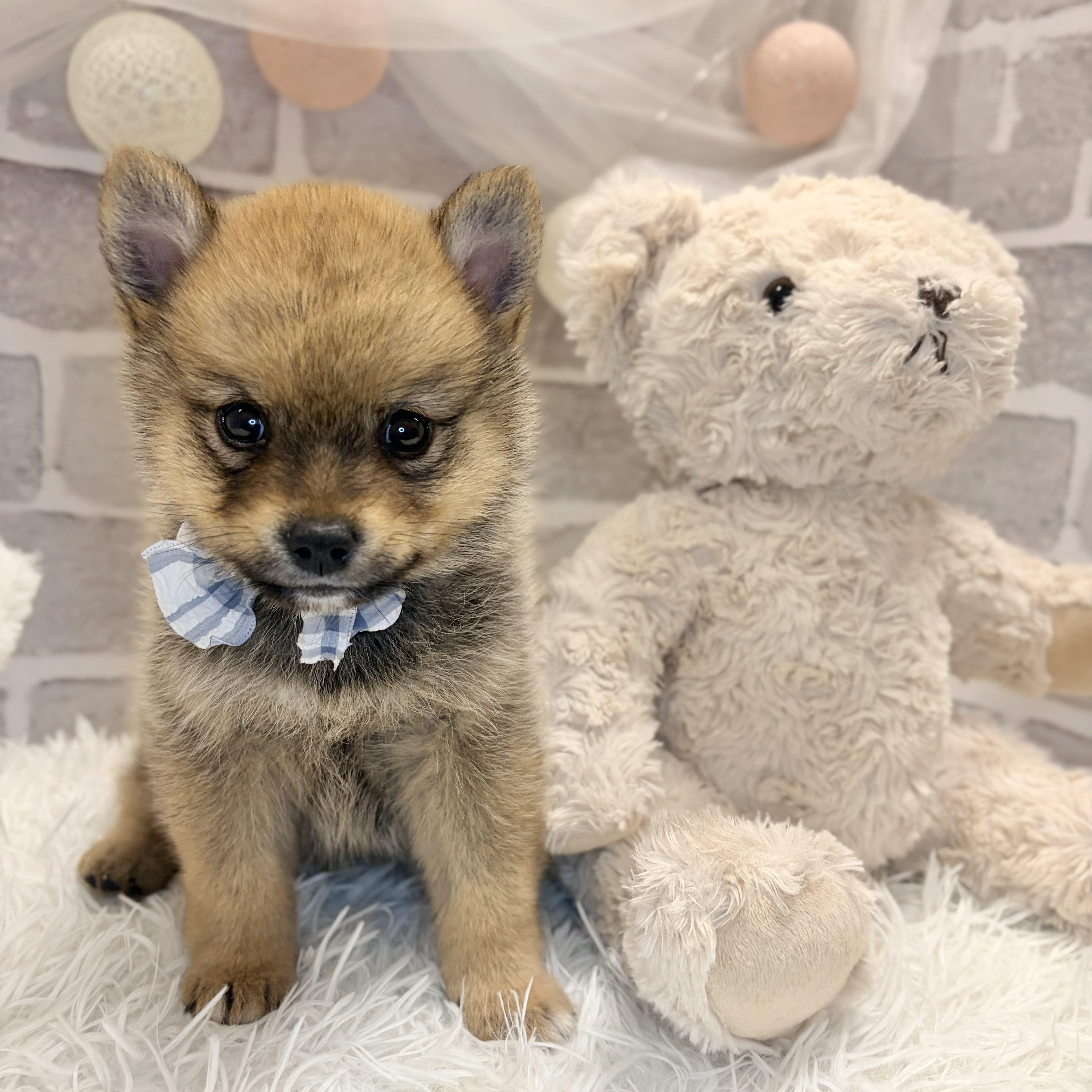 兵庫県のポメ柴/豆ポメ/ポメ豆柴(ポメラニアン×柴犬) (犬の家＆猫の里神戸店/2026年8月23日生まれ/男の子/オレンジ)の子犬の4枚目の画像