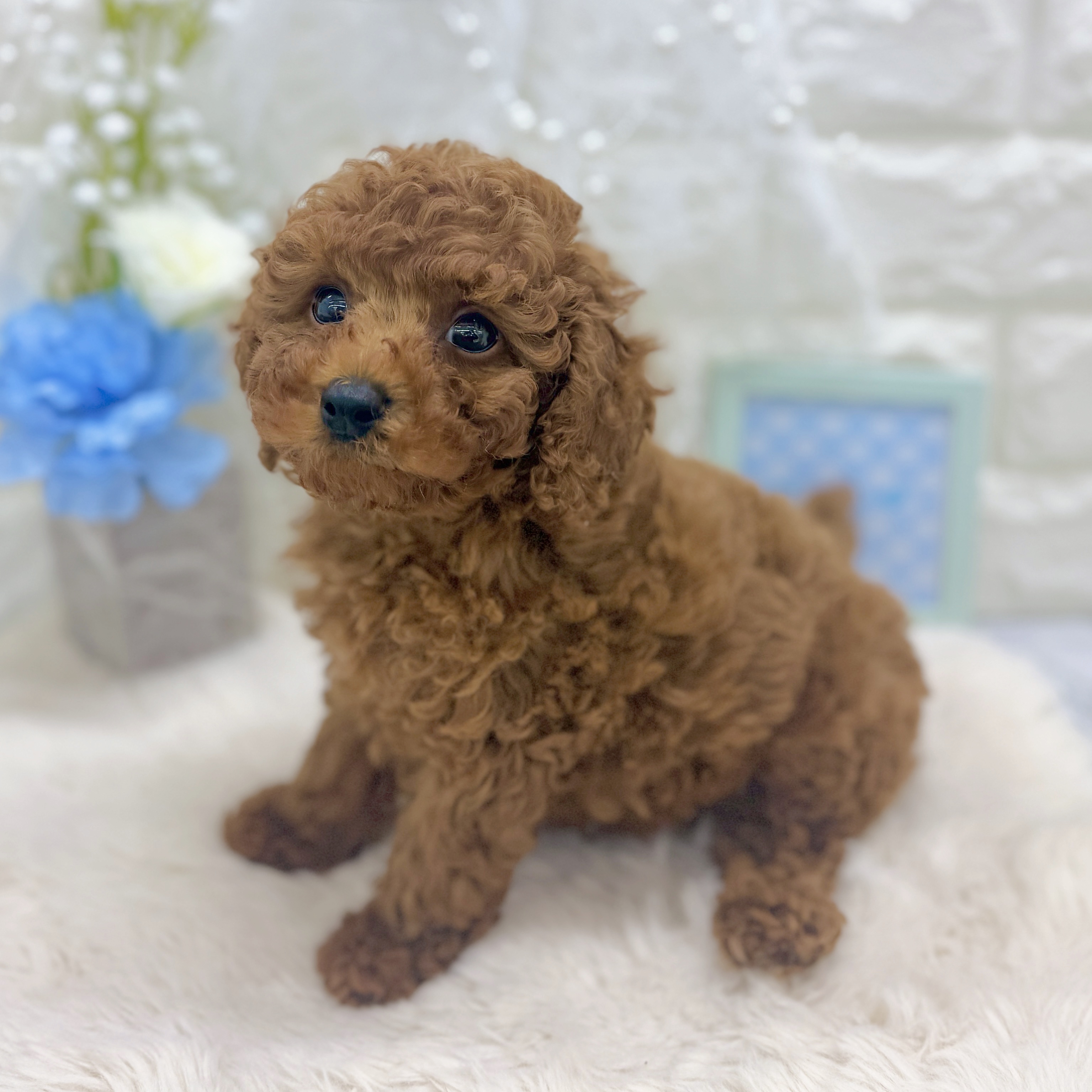 福井県のトイプードル(トイ) (犬の家＆猫の里アミーゴ福井大和田店/2026年8月22日生まれ/男の子/レッド)の子犬の4枚目の画像