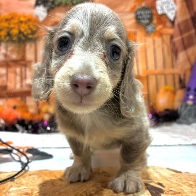 福岡県のミニチュアダックスフンド(ロング) (犬の家＆猫の里トリアス久山店/2026年8月21日生まれ/女の子/イザベラダップル)の子犬の1枚目の画像