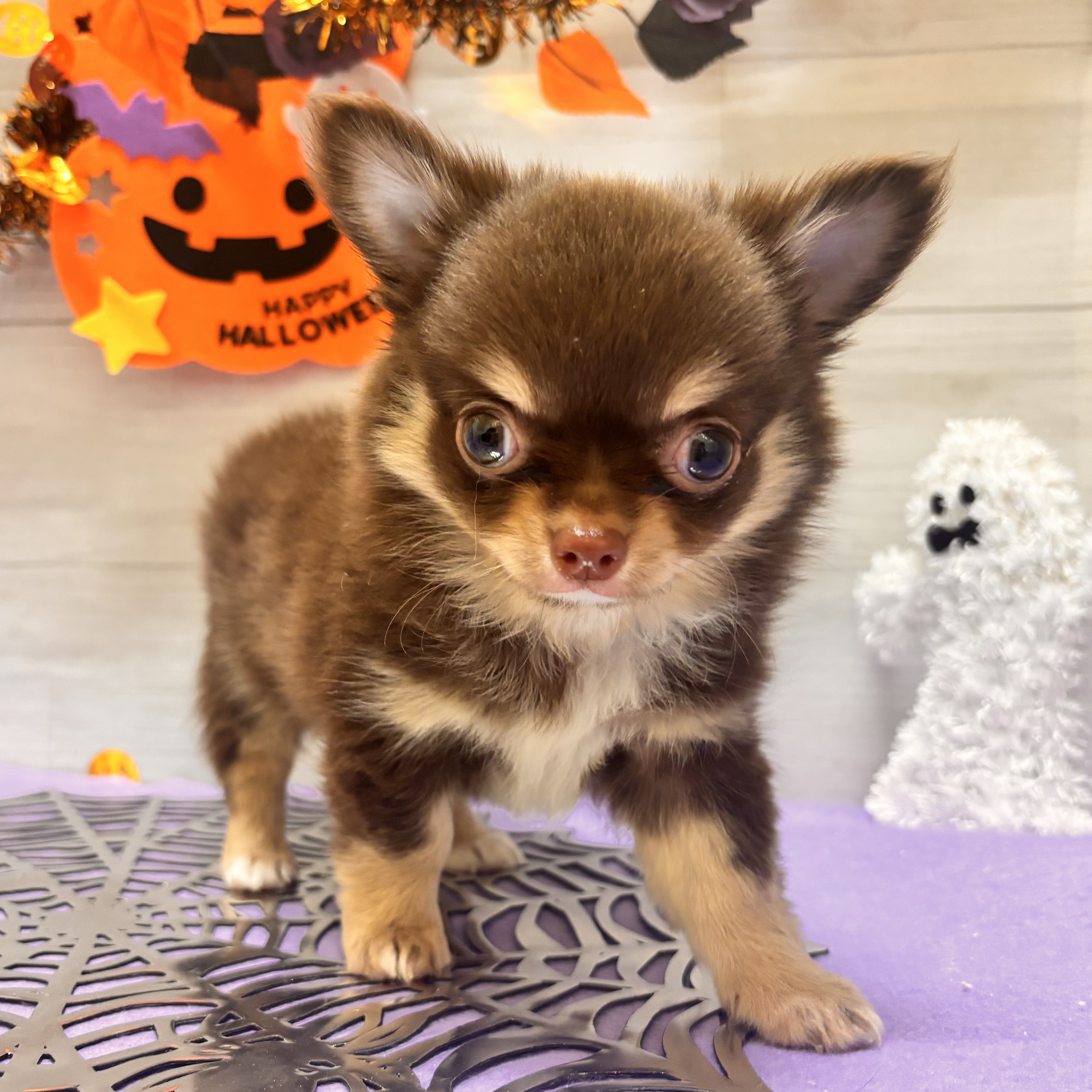 岡山県のチワワ(ロング) (犬の家＆猫の里天満屋ハピーズ西大寺モール店/2026年8月22日生まれ/男の子/チョコレートタン)の子犬の4枚目の画像