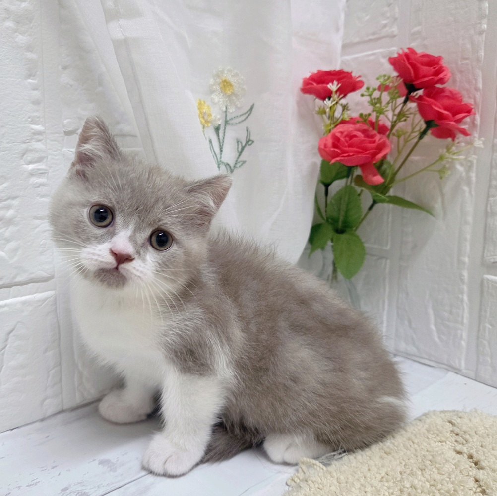 岡山県のブリティッシュショートヘアー (犬の家＆猫の里岡山店/2026年8月18日生まれ/男の子/ライラックタビーホワイト)の子猫の4枚目の画像