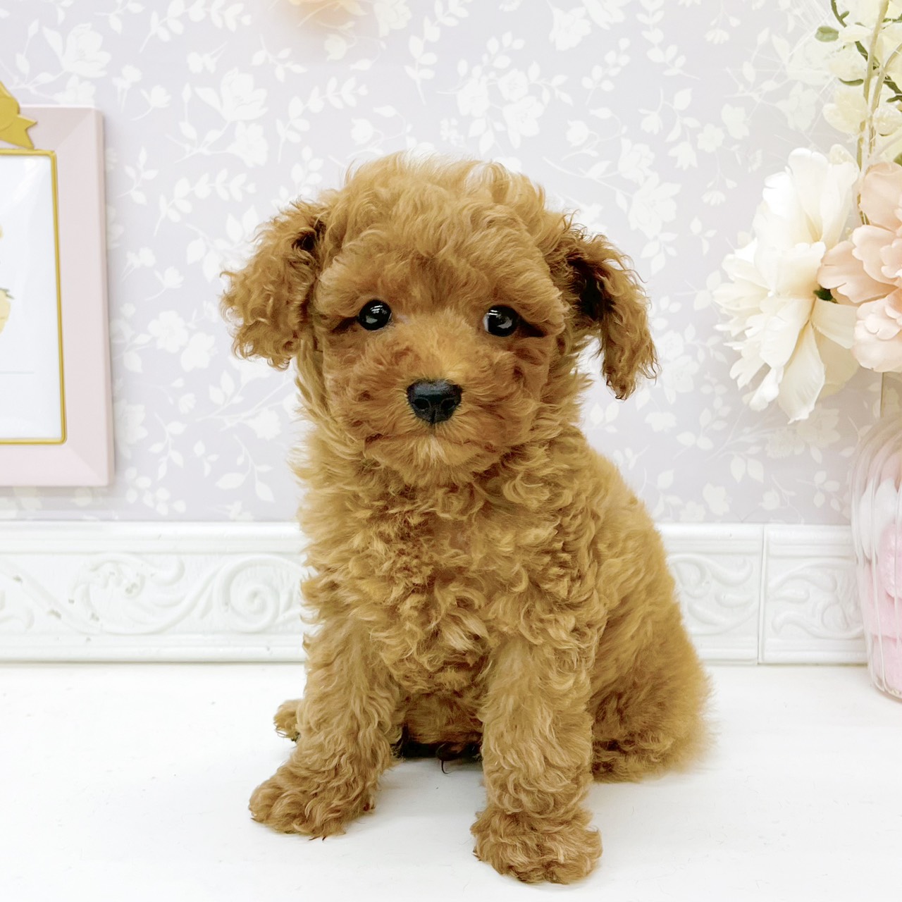 富山県のトイプードル(トイ) (犬の家＆猫の里富山店/2026年8月15日生まれ/男の子/レッドフォーン)の子犬の4枚目の画像