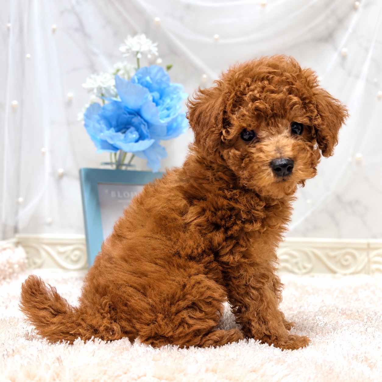福井県のトイプードル(トイ) (犬の家＆猫の里福井店/2026年8月23日生まれ/男の子/レッドフォーン)の子犬の4枚目の画像