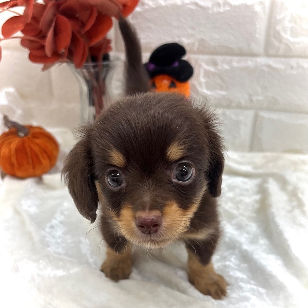 愛知県のチワックス(チワワ×ダックス) (犬の家＆猫の里名古屋天白店/2026年8月23日生まれ/男の子/チョコレートタン)の子犬の4枚目の画像
